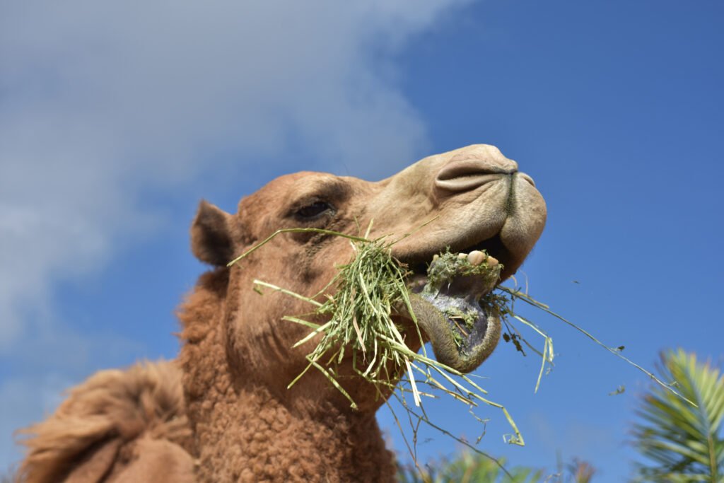 a camel eating grass in its mouth