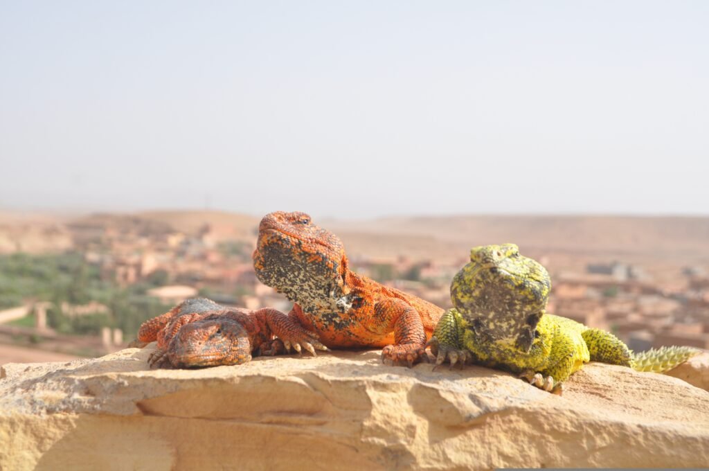 a group of lizards on a rock in the Moroccan Sahara