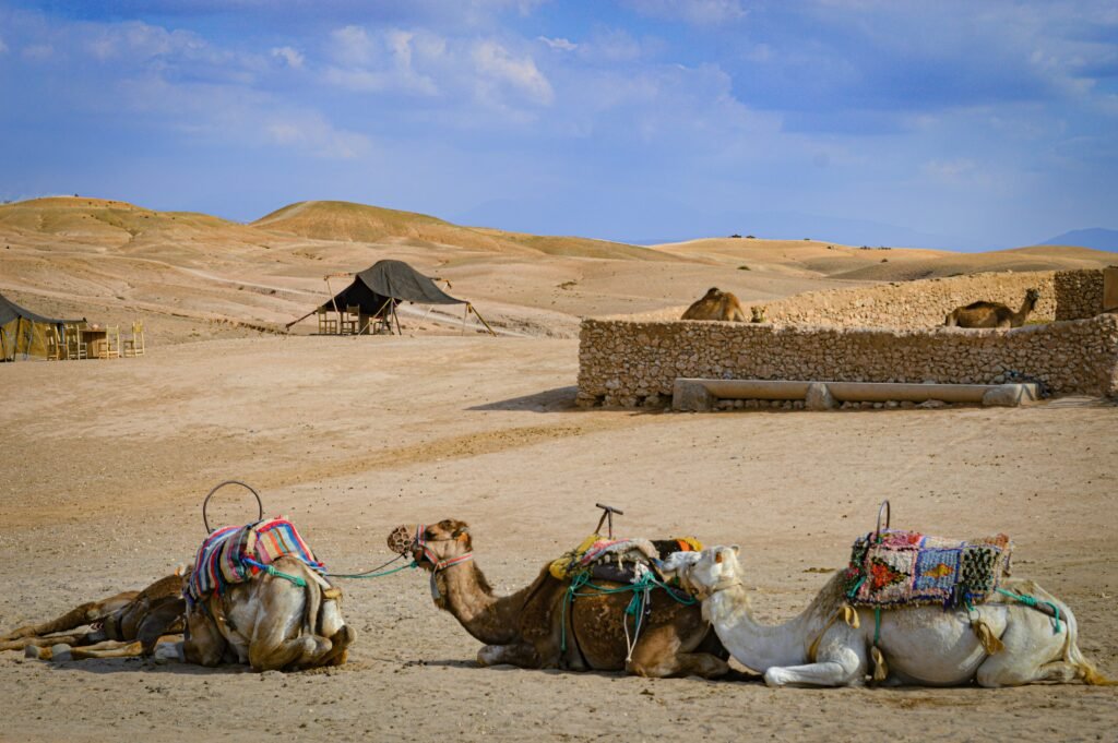 Camel, the green transportation in the Sahara