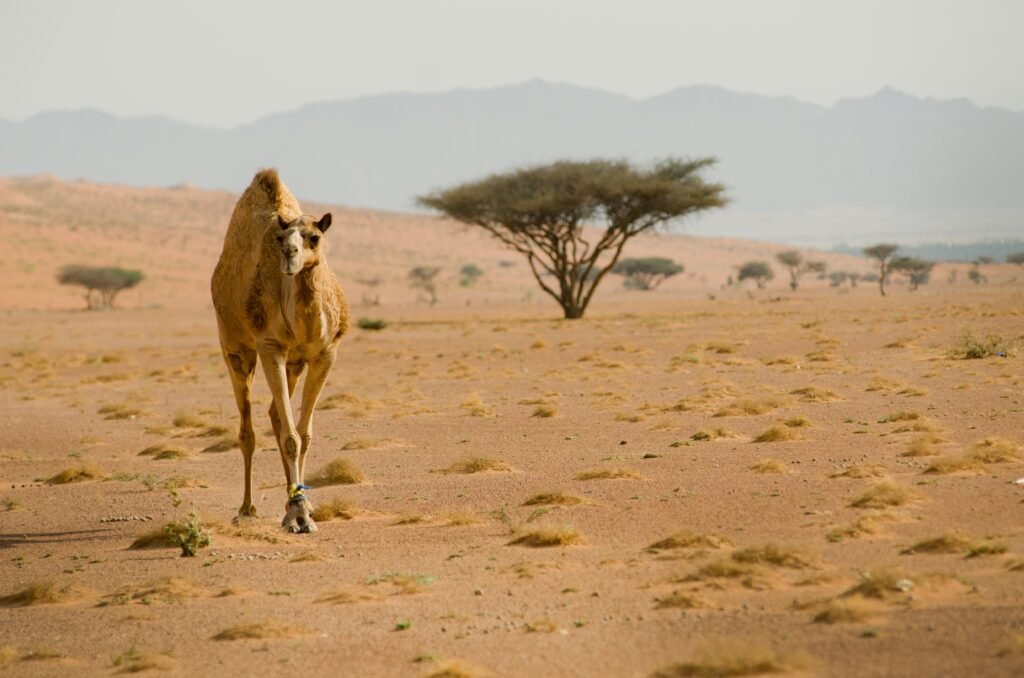 Camel in the middle of Nature of Southern Morocco