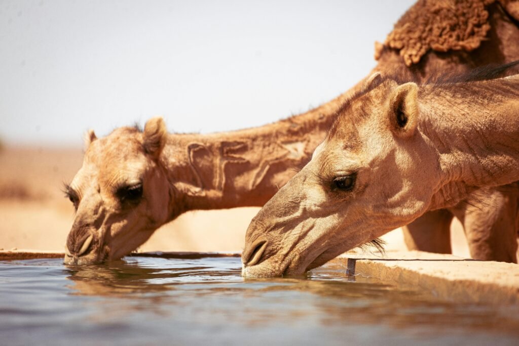 two camels drinking water