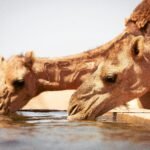 two camels drinking water